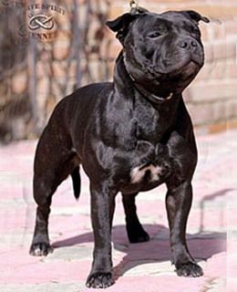 стаффордширский бультерьер